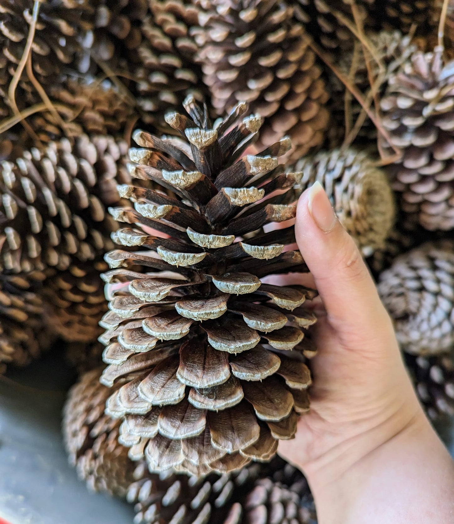 Large Pinecones Scented or Unscented Set of 5