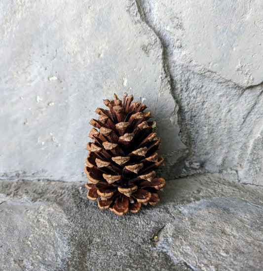 Small Pinecones Colored and Scented or Colored and Unscented Set of 9