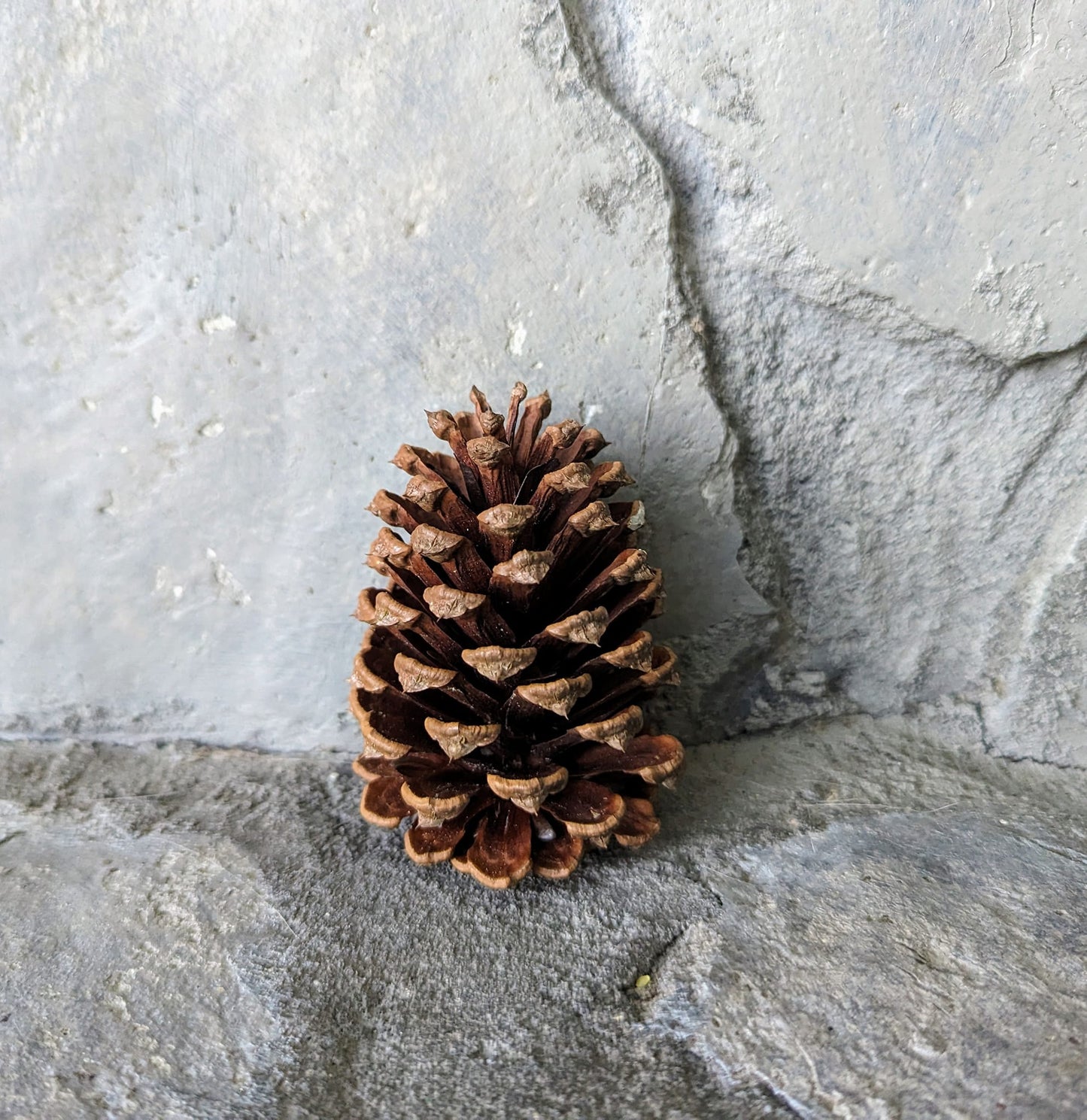 Small Pinecones Colored and Scented or Colored and Unscented