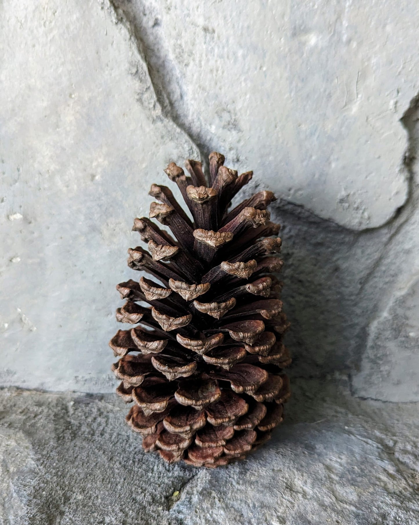 Medium Pinecones Scented or Unscented Set of 5