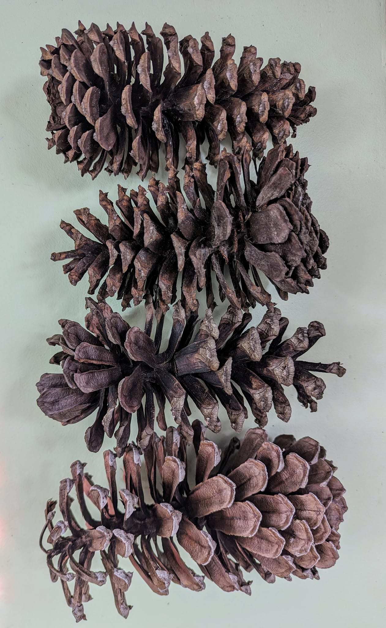 Imperfect Extra Large Pinecones Scented or Unscented Set of 4