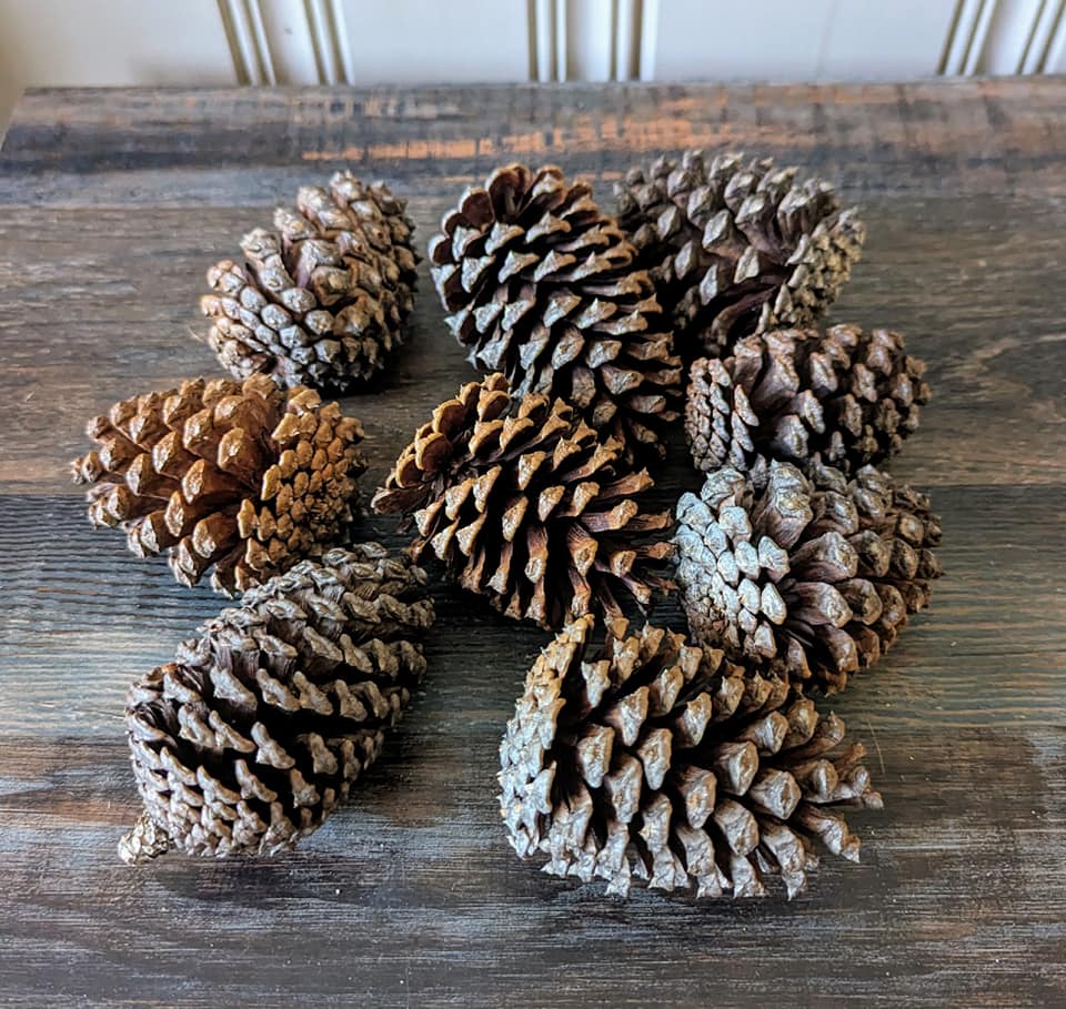 Small Pinecones Scented or Unscented Set of 9