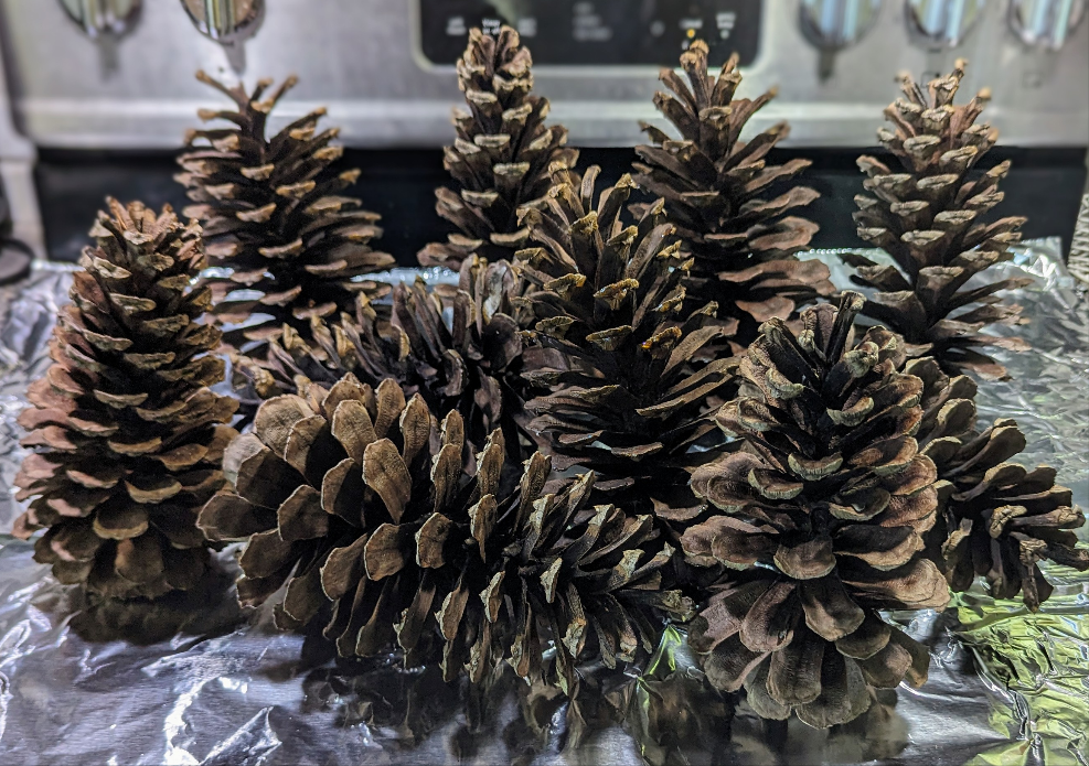 Extra Large Pinecones Unscented