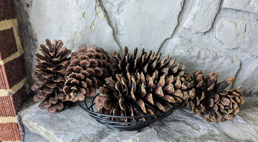 Extra Large Pinecones Unscented