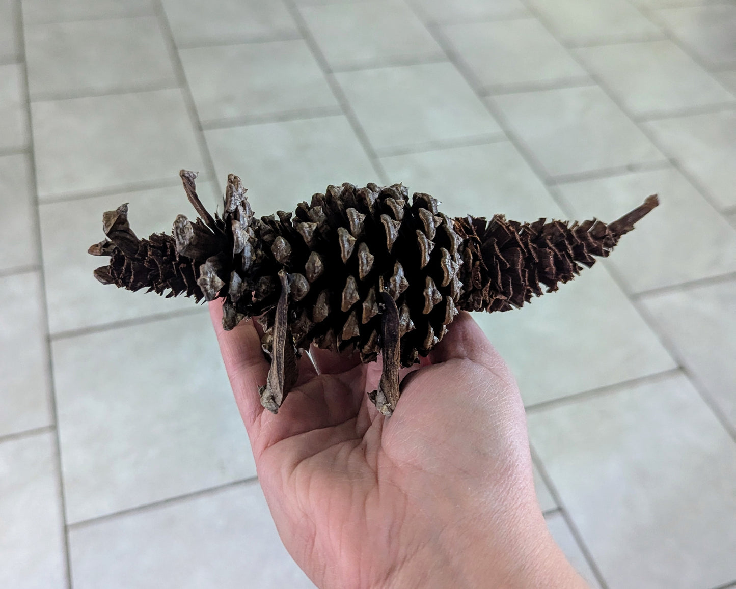 Pinecone Triceratops