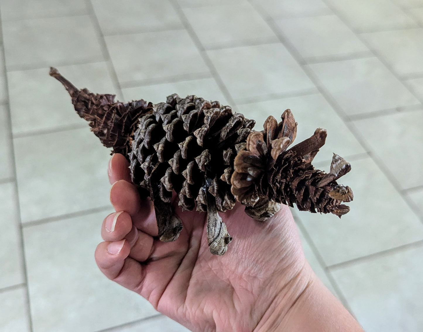 Pinecone Triceratops