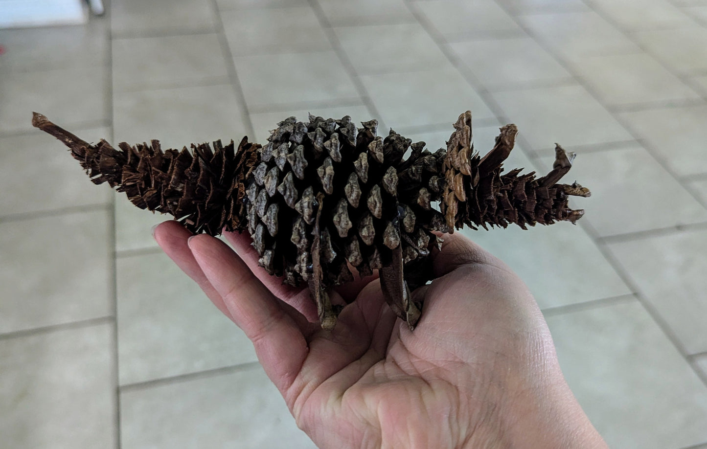 Pinecone Triceratops