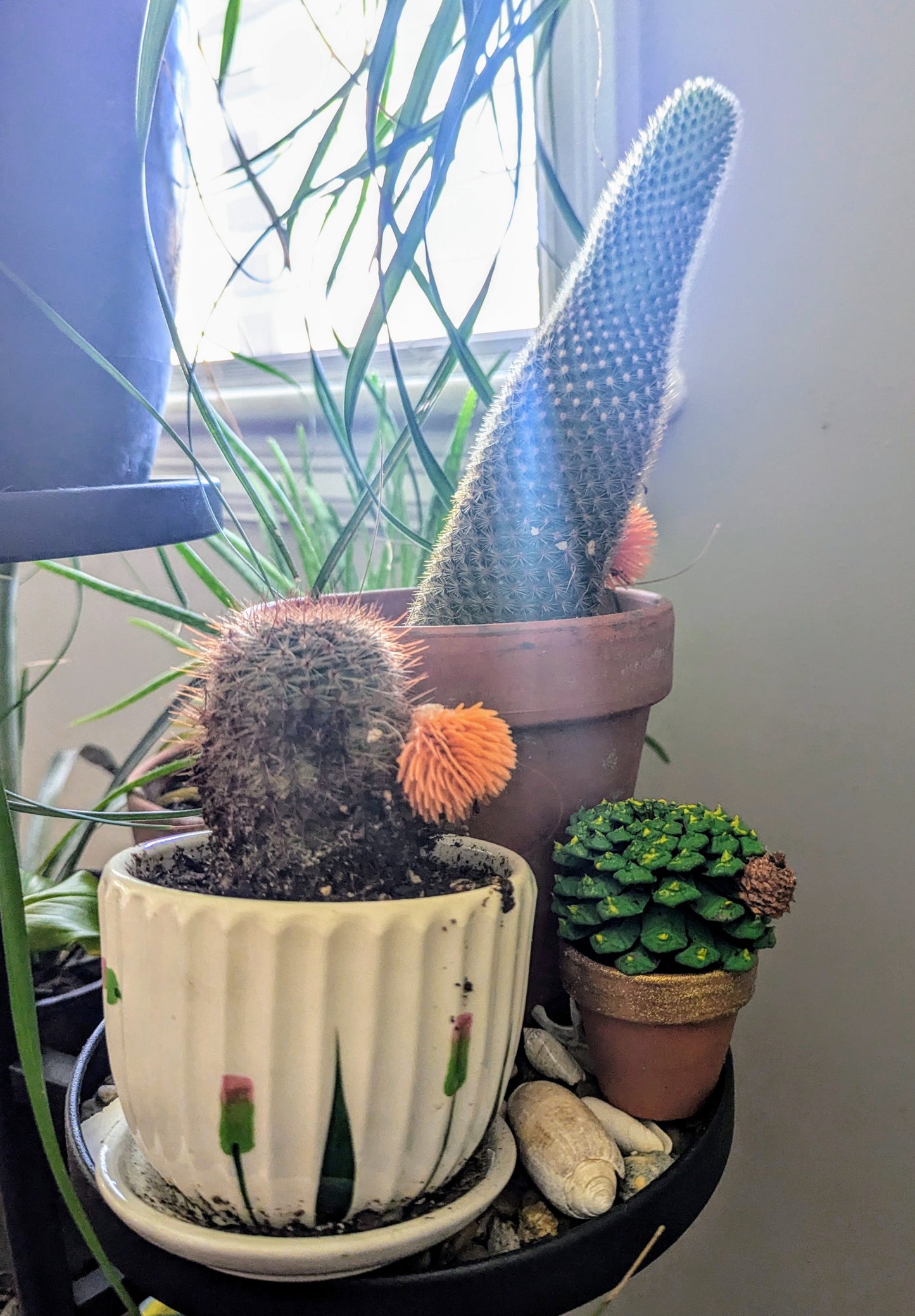 Pinecone Cactus